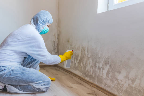 Licensed Mold Testing service in Greensboro, GA - WQB Mold Removal